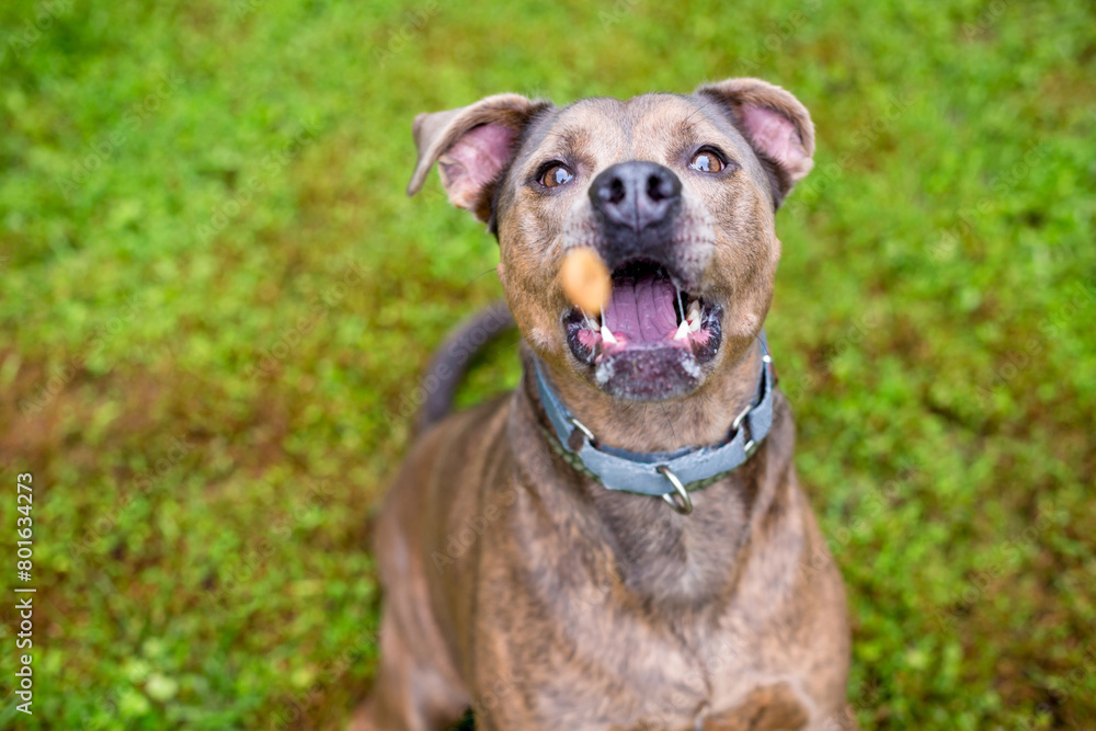 A Pit Bull Terrier mixed breed dog catching a treat