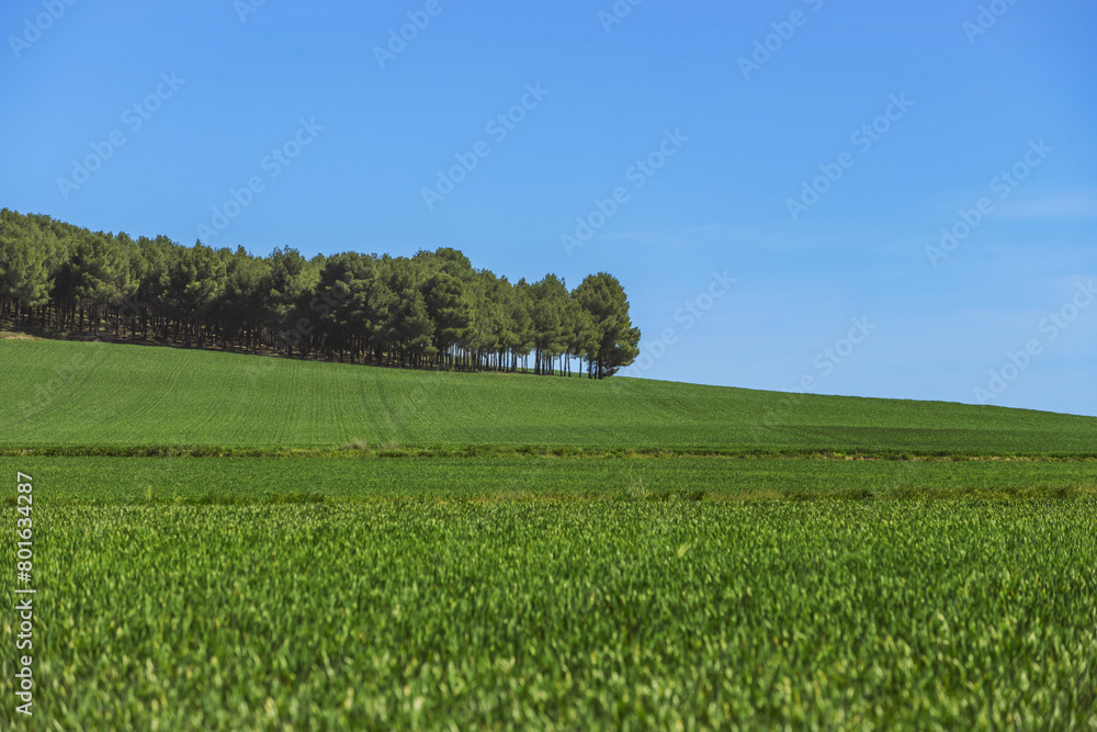 Image of a grass field in the foreground, an agricultural trailer and a green forest, wallpaper Image of a grass field in the foreground, an agricultural trailer and a green forest, wallpaper