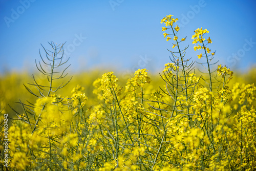 A pretty field of yellow flowers of a dica rapeseed plant with blue skies photo