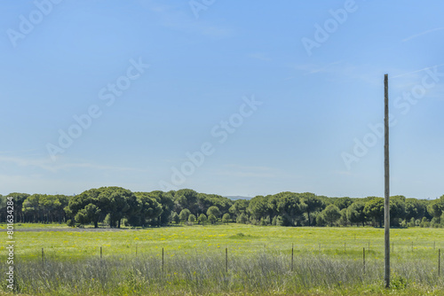 Horizon image an electric pole, a green forest and a field of grass in the foreground, Wallpaper