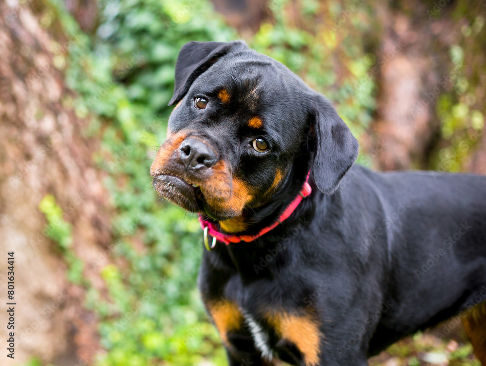 Fototapeta premium A purebred Rottweiler dog with a head tilt