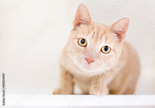 A tabby shorthair cat in a crouching position with a head tilt