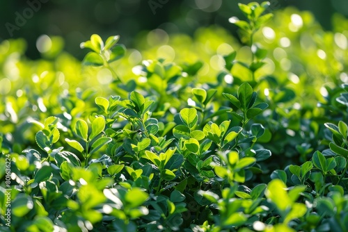 Lush green foliage in natural sunlight