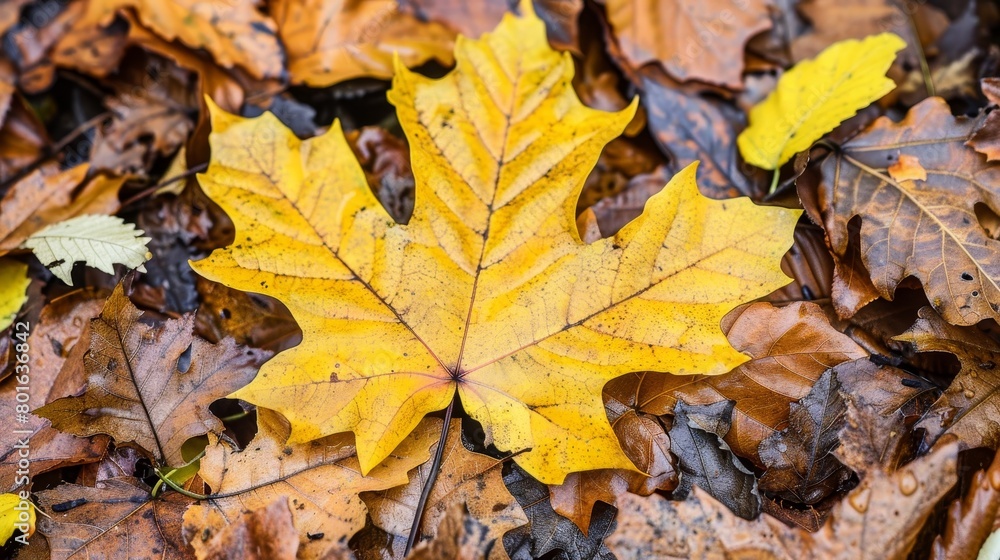 Vibrant autumn leaves on the ground Vibrant autumn leaves on the ground