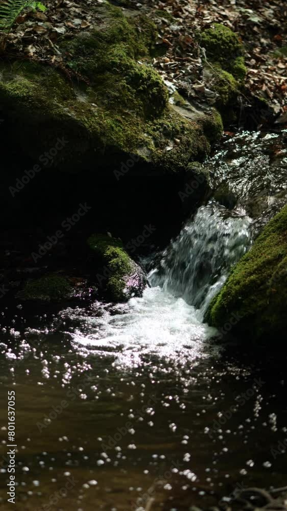 Water Stream in a Forest in Spring Water Stream in a Forest in Spring