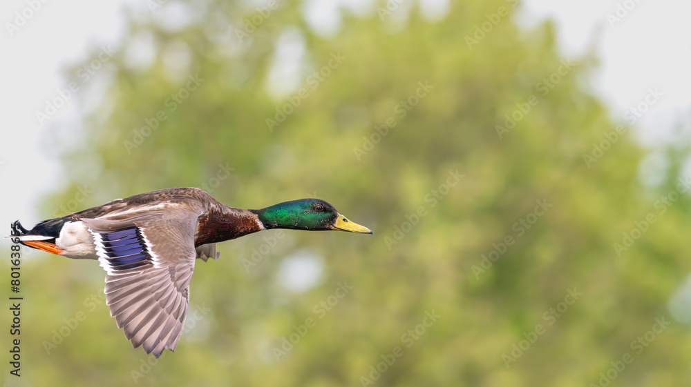 Closeup of a male mallard duck flying past trees. Closeup of a male mallard duck flying past trees.