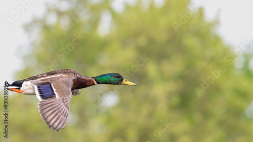 Closeup of a male mallard duck flying past trees.