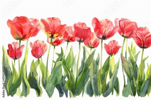 Bright tulips stand tall under the sun, watercolor painting on a white background