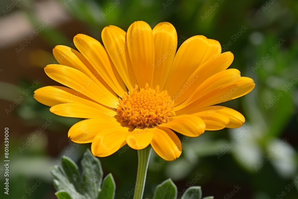Vibrant yellow daisy flower in bloom Vibrant yellow daisy flower in bloom