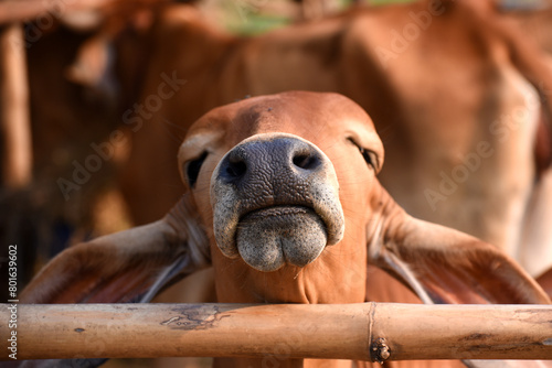 A red-meat bull calf in a livestock pen sticks its black nose across a bamboo pen.