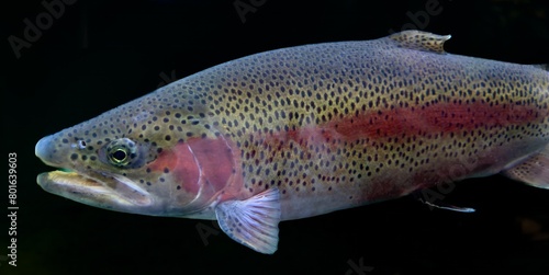Rainbow trout (Oncorhynchus mykiss) close-up under water