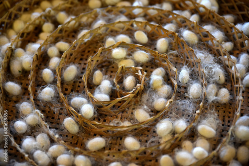 Round bamboo basket for raising silkworm larvae, divided into spiral compartments. It contains a white silk cocoon.