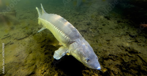 Sturgeon swims underwater  body of live sturgeon in water close-up