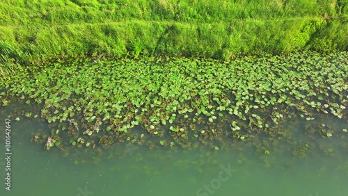 Sviluppo intenso di piante acquatiche sula riva del canale Piovego a Padova photo