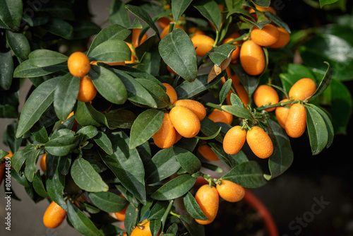 Exotic kumquat fruits, rich fruit harvest close up