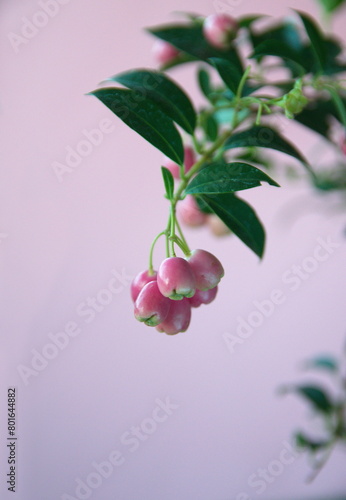Fruits of lilly pilly, Syzýgium panicúlatum,   the magenta lilly pilly or magenta cherry, is a species of flowering plant in the myrtle family Myrtaceae, native to New South Wales, on pink background