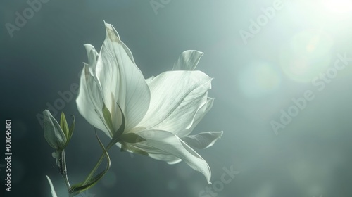 A serene image of a delicate white flower, its petals gently unfurling, symbolizing the beauty and fragility of albinism on International Albinism Awareness Day.