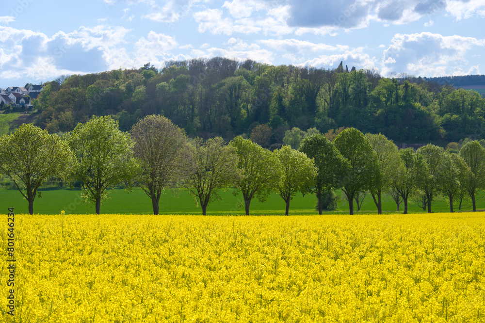 A line of green trees in front of  a yellow blooming field of rape in Göttingen, Germany, beautiful contrast