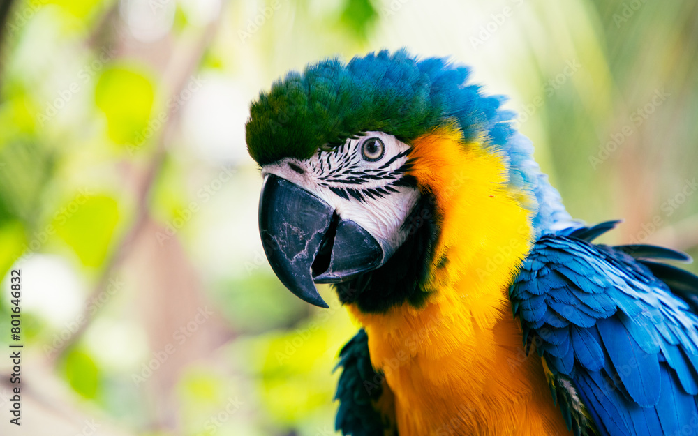 beautiful Blue-and-Yellow Macaw in rainforest beautiful Blue-and-Yellow Macaw in rainforest
