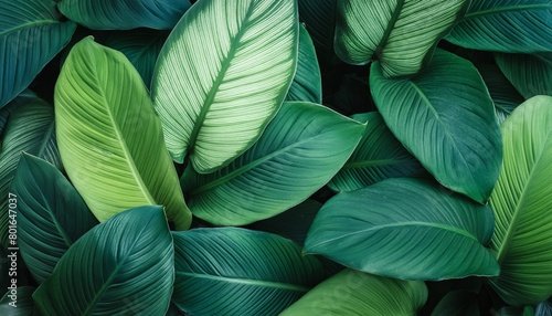 top view of tropical green leaves background