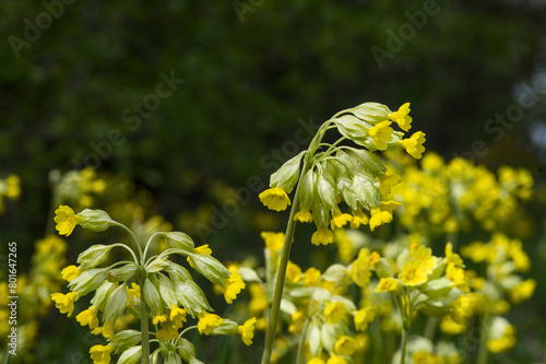 Primula veris, cowslip, yellow flowers in the forest
