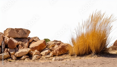 desert scene dry plants with rocks isolated on transparent background banner