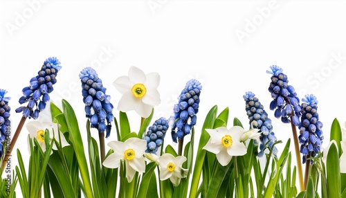 small blue flowers of muscari and snowdrops in a spring floral border isolated on white or transparent background