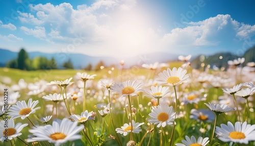 a beautiful sun drenched spring summer meadow natural colorful panoramic landscape with many wild flowers of daisies against blue sky a frame with soft selective focus