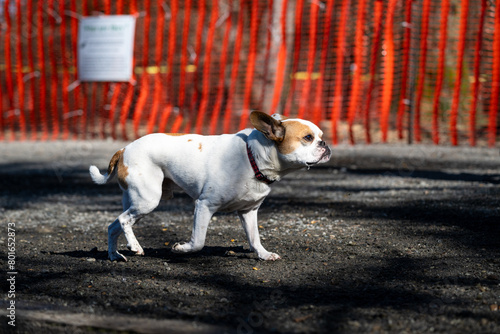 Cute white and tan French bulldog trotting down a gravel path in a dog park with an orange fence in background 