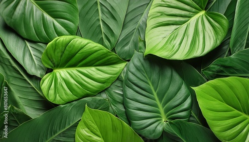 top view of tropical green leaves background