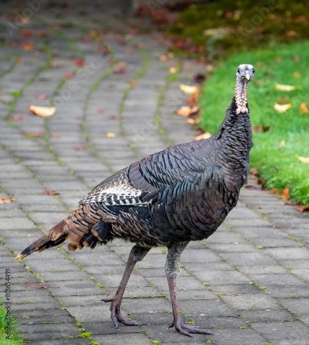 A Portrait of a Wild Turkey Henin a residental neighborhood photo