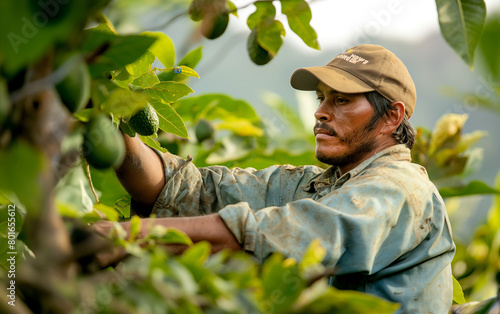 A man harvesting avocados in tall tree in a avocado plantation, avocado harvesting season. Generative AI.