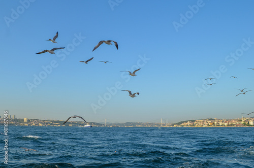 seagulls fyling over the bosphorus, istanbul