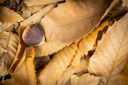 Chestnuts. Chestnuts closeup on wood in autumn forest. Golden background  shallow depth of field.
