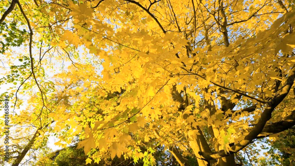 Through trees adorned with warm autumn leaves, a scenic view bathed in bright sunlight unfolds, evoking the essence of seasonal beauty. Through trees adorned with warm autumn leaves, a scenic view bathed in bright sunlight unfolds, evoking the essence of seasonal beauty.