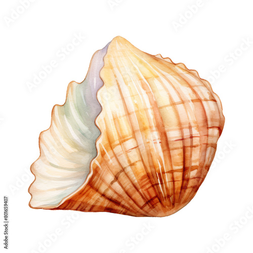 hermit shell Isolated Detailed Watercolor Hand Drawn Painting Illustration © KidsStation