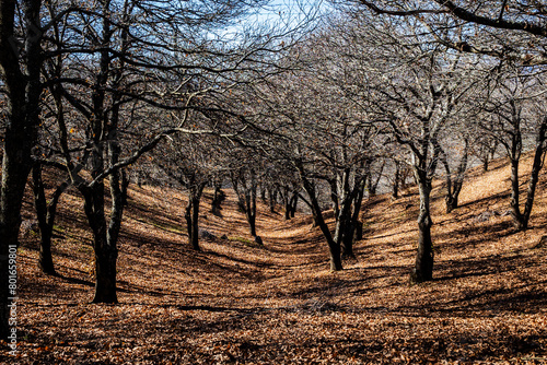 Forest. Forest of chestnut trees in autumn. Andalusia, Spain.