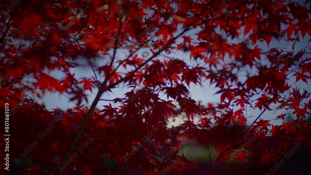 Breathtaking display of nature beauty as the autumn tree stands tall Breathtaking display of nature beauty as the autumn tree stands tall