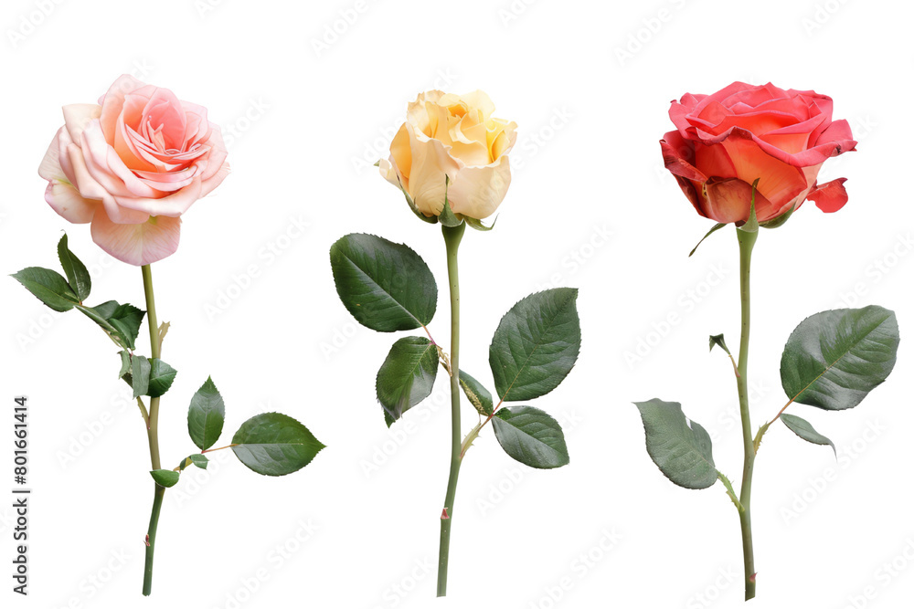 A bunch of roses with their green stems and leaves on a transparent background. A bunch of roses with their green stems and leaves on a transparent background.
