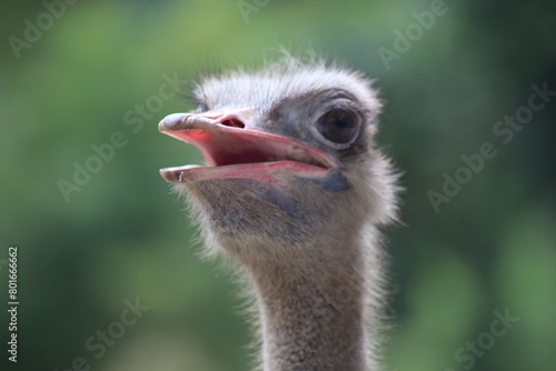 an ostrich's head as it stands in front of the camera