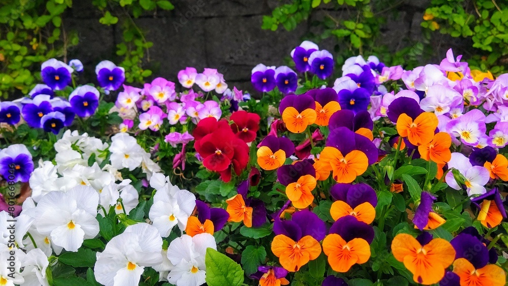 Naklejka premium 色とりどり カラフルな花