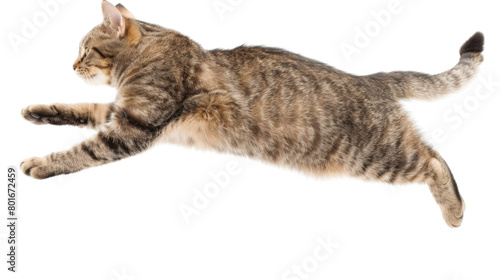 Jump shorthair cat © PNG Kingdom 