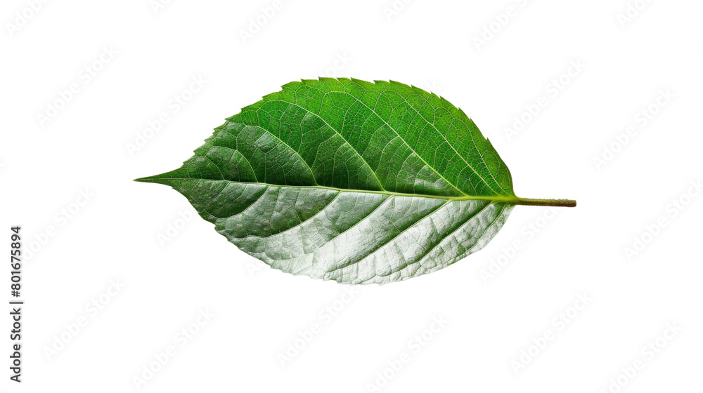 Fototapeta premium Green leaf
