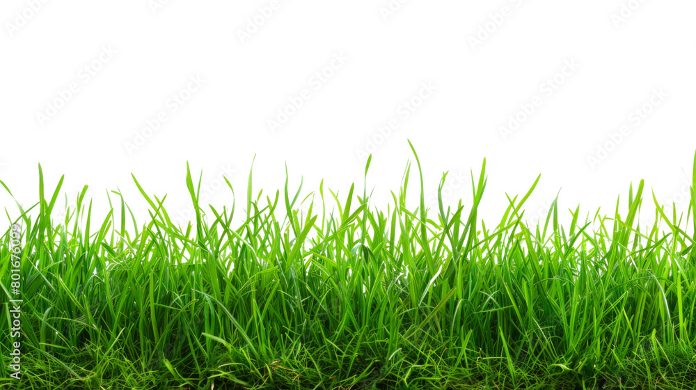 Fototapeta premium Grass