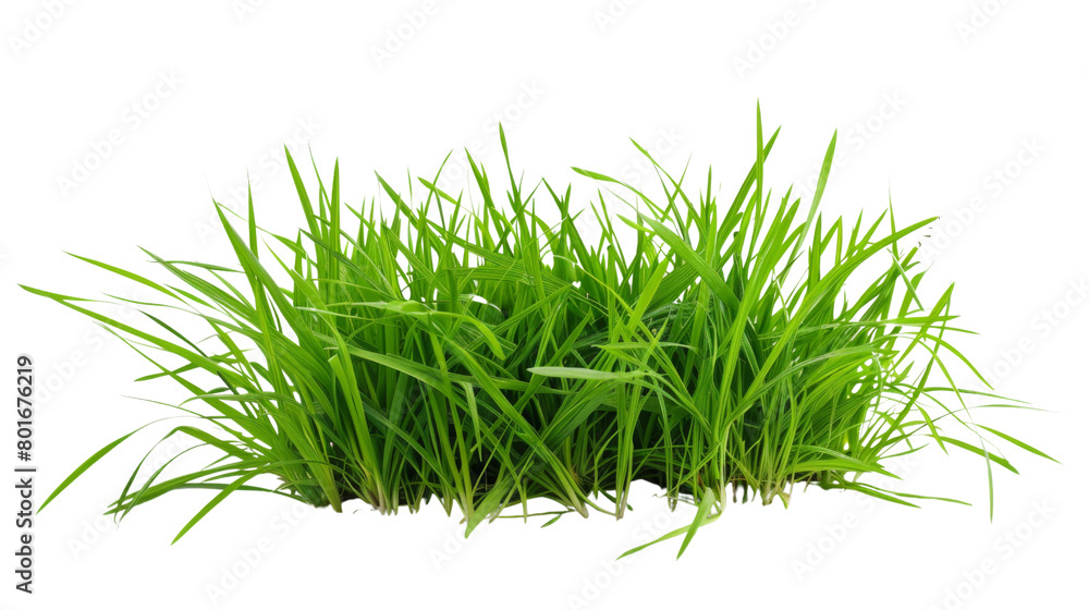 Obraz premium Grass