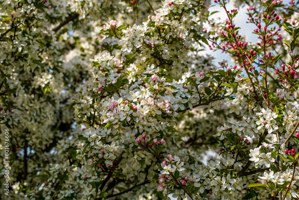 White and pink flowers on a crabapple tree. Blue skies. White and pink flowers on a crabapple tree. Blue skies.