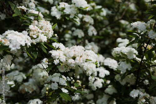 white flowers of tree blossoming 