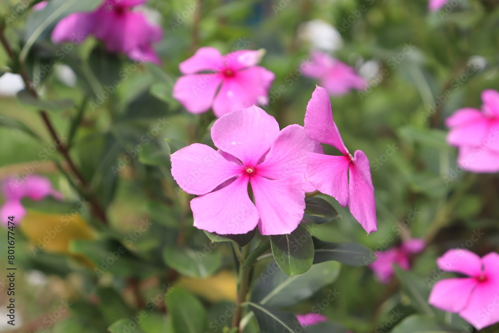 EMOI
Dans un festival de couleurs rosée et de parfums, chaque fleur raconte une histoire de beauté et d'émerveillement. EMOI
Dans un festival de couleurs rosée et de parfums, chaque fleur raconte une histoire de beauté et d'émerveillement.