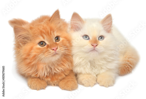 Two beautiful playful kittens posing isolated on white background. Persian cat, creative pets