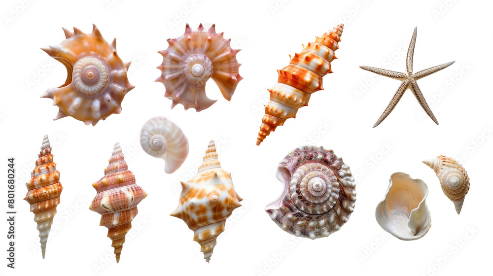 Obraz premium Seashell